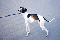 Pets should not roam on their own for safety reasons.