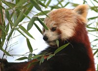 A Red Panda's diet consists mostly of bamboo.