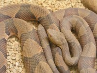 Snakeskin is a popular material for boots.