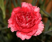 Carnation pink is one of more than 30 pink color types.