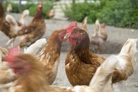 Killing cones for chickens are fairly easy to make.