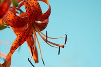 This fiery orange bloom comes speckled with dark spots on the petals.
