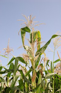 Spiders are common to cornfields
