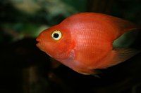 The Tetra Timestrip assists in keeping aquarium water pure.