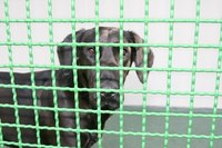 Starting and running an animal shelter requires skills, dedication and motivation.