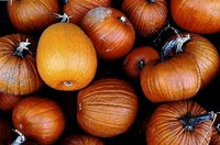 Pumpkins come in various sizes, shapes and textures.