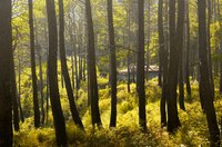 Many pine trees are drought-resistant.