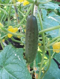 Indoor growing can be done anywhere.