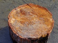Let the stump dry in direct sunlight before using it for a woodworking project.