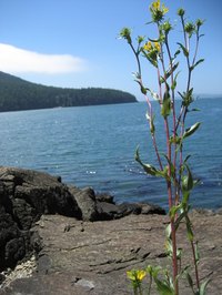 Washington state has untouched natural beauty.