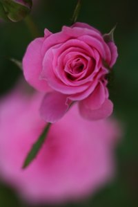 Make a wooden rose with birch shavings.