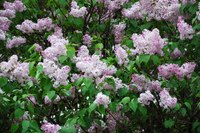 Lilac 'Paliban' does well in Virginia.