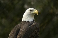 A bald eagle costume should incorporate the bird's signature white head.