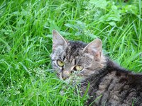Cats sometimes get cravings for green plants.