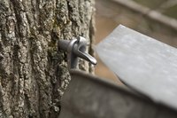 Homemade maple syrup can be stored up to one year in canning jars.