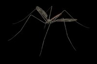 Capture the style of a mosquito in a costume.