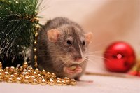 Rat poison can lead to long-term health probelms in pets and humans.