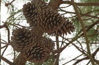 There are many crafts to be made from pinecones.