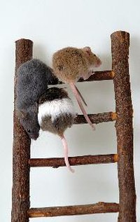 Pet mice can be cute, but wild mice are problematic.