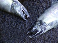 Scale salmon on the dock at the fish-cleaning station whenever possible.