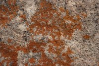 Mold comes in a variety of colors and can grow on a number of different surfaces.