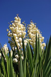 The roots of the yucca plant can be used to make soap, or ground and added to kitty litter to reduce odor.