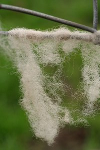 Learn how to felt wool lint.