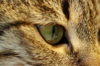 Polyps can grow deep within a cat's nasal and ear cavities.