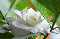 Fragrant gardenias make an ideal landscape shrub.