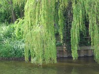 Grow a weeping willow from a stem cutting.