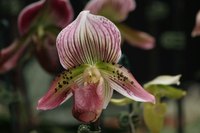 Orchids are beautiful flowers with distinctive parts.