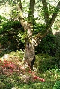 Azaleas excel in evenly moist, porous soils rich in organic matter.