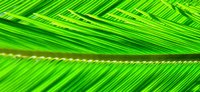 Paper palm fronds add a tropical flair to your party theme.