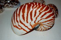 An uncarved sea shell.