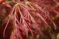 The Japanese maple, if planted in an ideal location, will rarely require water.