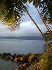 Fiji's tropical climate and rich soil allow a wealth of plants to thrive.