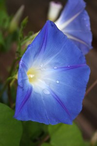 Morning glory flowers can be 2 inches across.