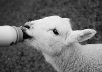 Market lambs should ideally weigh about 125 to 145 pounds.