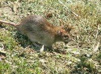 Bromadiolone can be used to poison rats in the home.