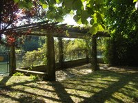 Grapevines are natural climbers willing to grow over a pergola.