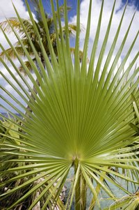 Learn palm weaving to create baskets, braids and more