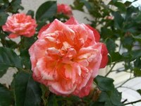 Roses come in a range of colors.