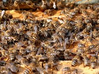 Beeswax is a natural product made by honeybees.