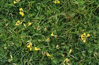 Groundcovers are an attractive way to cover large areas.