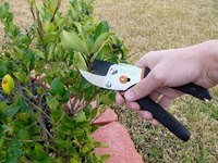 Healthy plants require proper care.