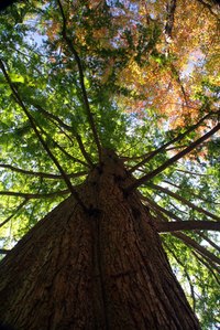 Without the proper tools, pruning a tall tree can be challenging.