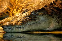 An alligator head can be created out of crafting materials.
