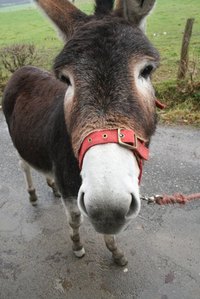Donkey costume parts should be cute, like the animal.
