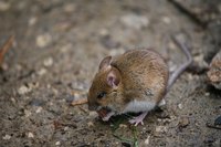 Mice steal chicken feed and can bring lice and fleas into a chicken coop.