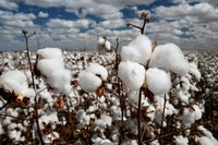 Cotton plants